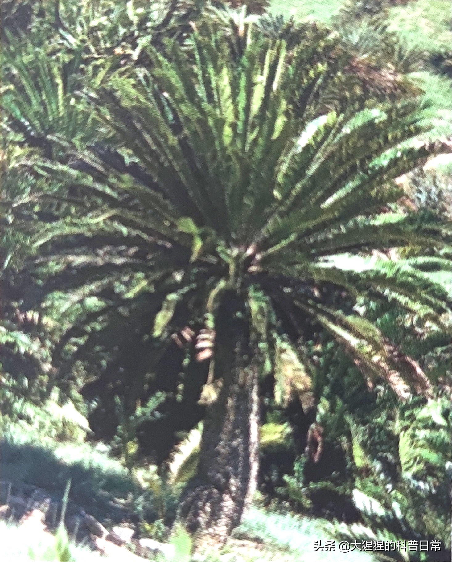 银杏的植物类群,银杏苏铁雪松水杉是裸子植物吗