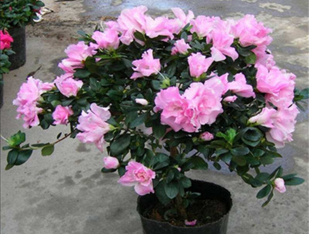 家里养杜鹃花的正确方法,杜鹃叶子长得旺怎么不开花