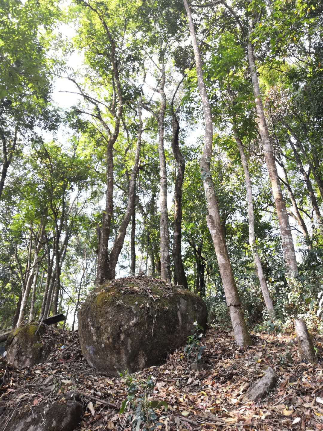 “茶出石介真仙骨”——石介茶，历代茶人墨客的极致追求