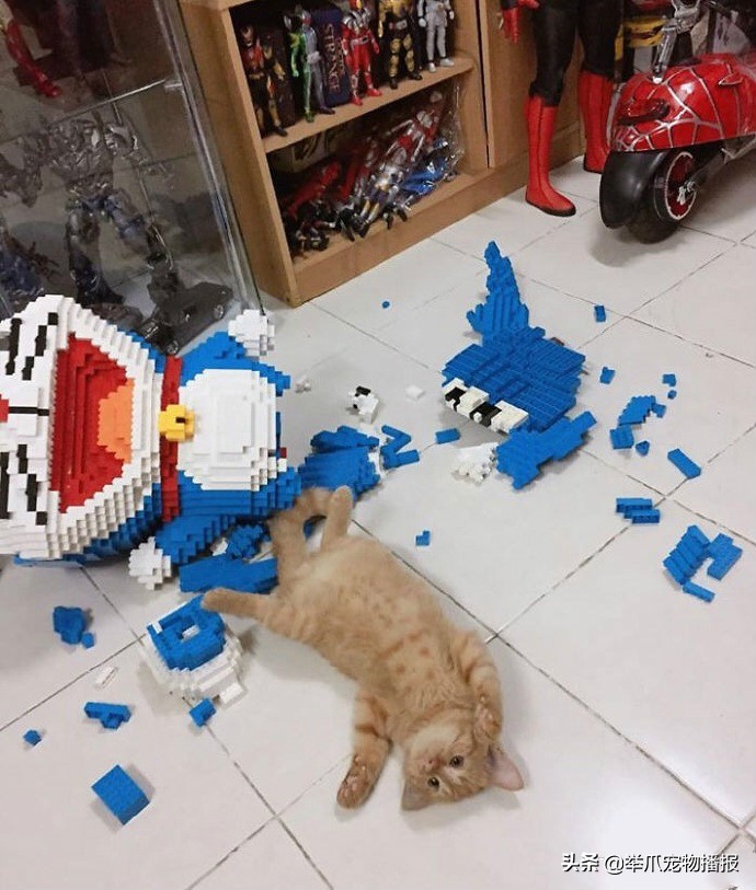 乐高机器猫被猫咪摔烂,猫把乐高机器猫弄倒了
