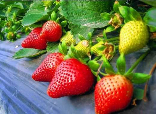 夏季草莓怎样才能结果,夏季露天阳台盆栽草莓