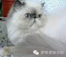 怎么区分加菲猫的品种,纯种加菲猫应该是什么颜色