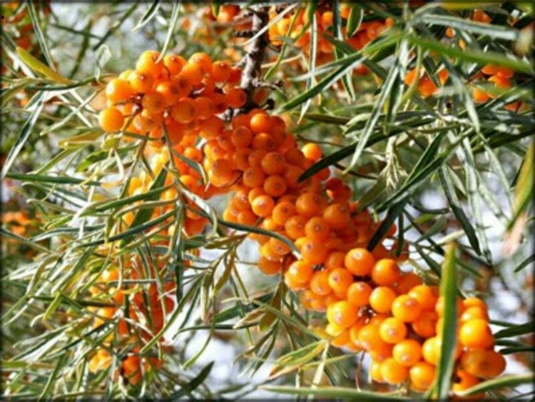 *疆新**是个好地方作者:刘尊鑫