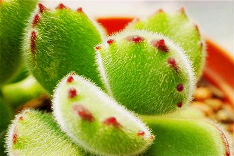 多肉老叶子干瘪是怎么回事啊,多肉叶片一直干瘪怎么办