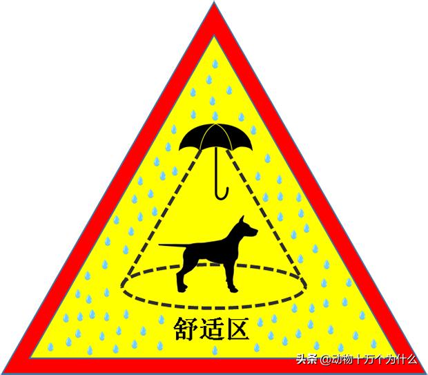 路遇恶犬如何自救,路遇恶犬怎么治