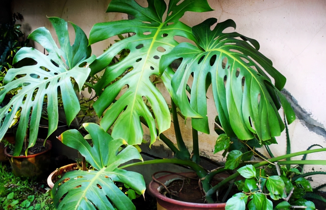 龟背竹冬天可以放在阳台吗,水培龟背竹冬天的养殖方法