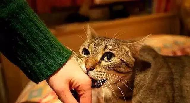 猫咪为什么喜欢咬主人的手和脚,猫咪为什么喜欢早上睡醒轻咬主人