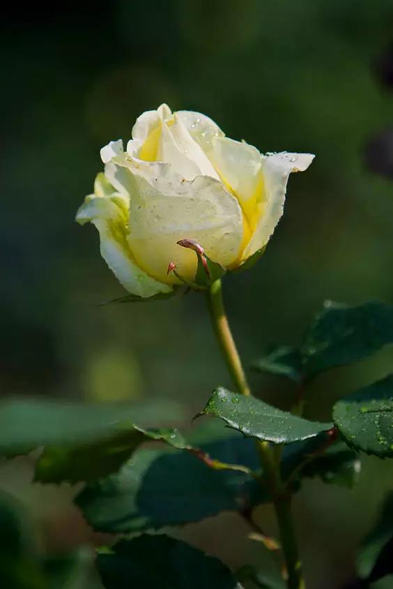 至爱之花,至爱之花歌曲