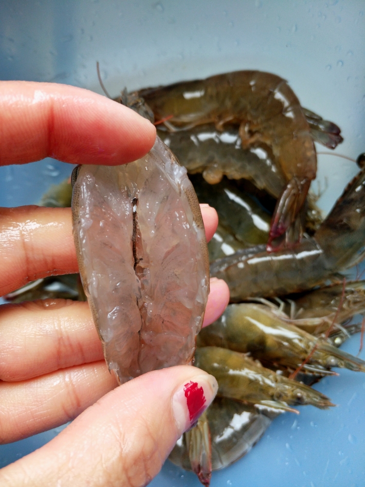 自己下厨做花甲鲜虾生蚝粉丝煲,小白锅做蒜蓉花甲粉丝煲家庭版