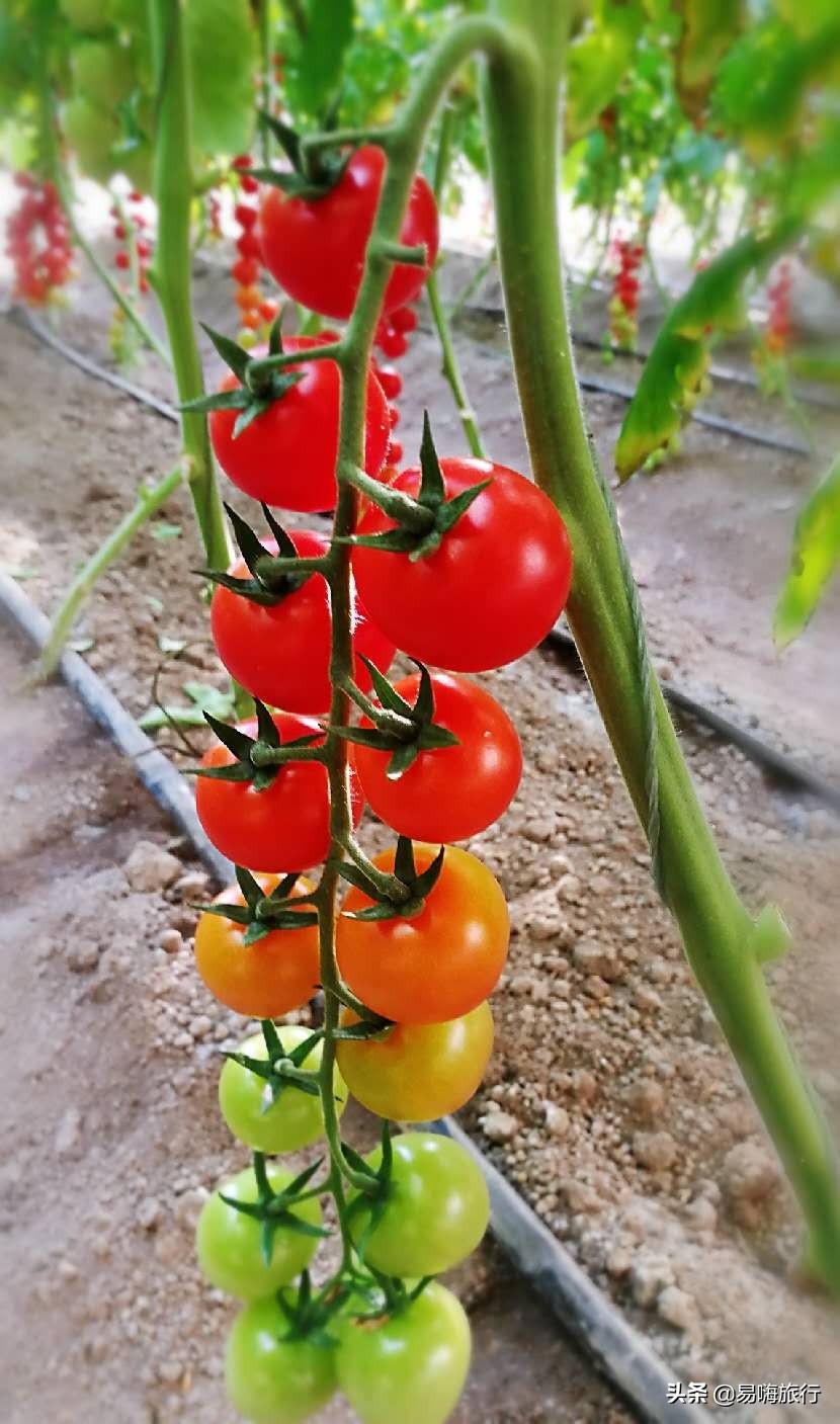 易嗨旅行带您天津宁河-芦台板桥休闲踏春游