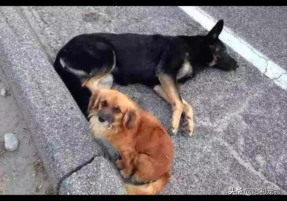 怀孕的德牧,怀孕德牧59天视频