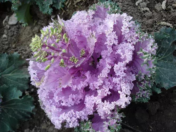 绿色像菜一样的花,像菜一样的花