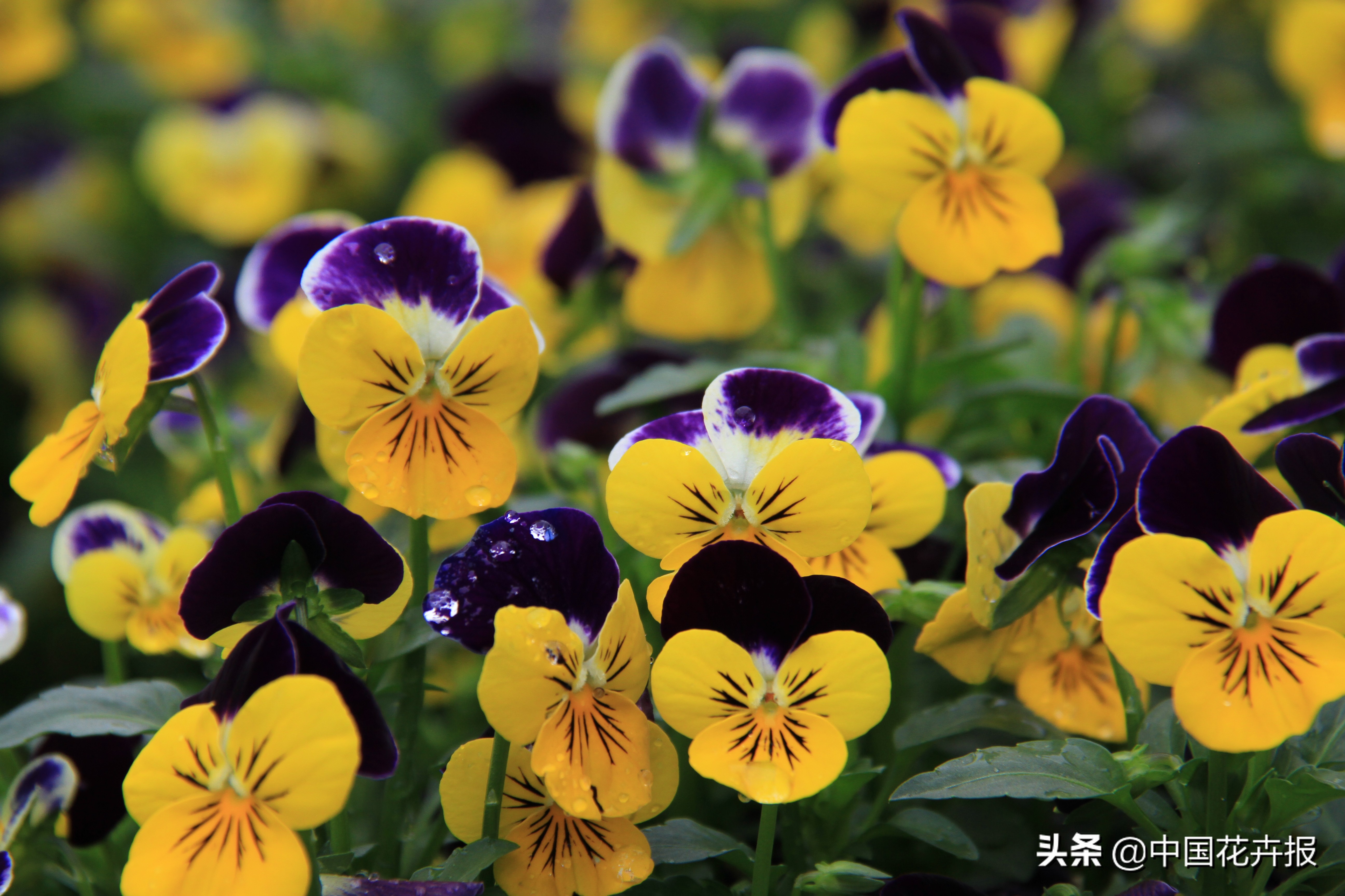 适合花园的花花草草,如何打造四季都有花的花园