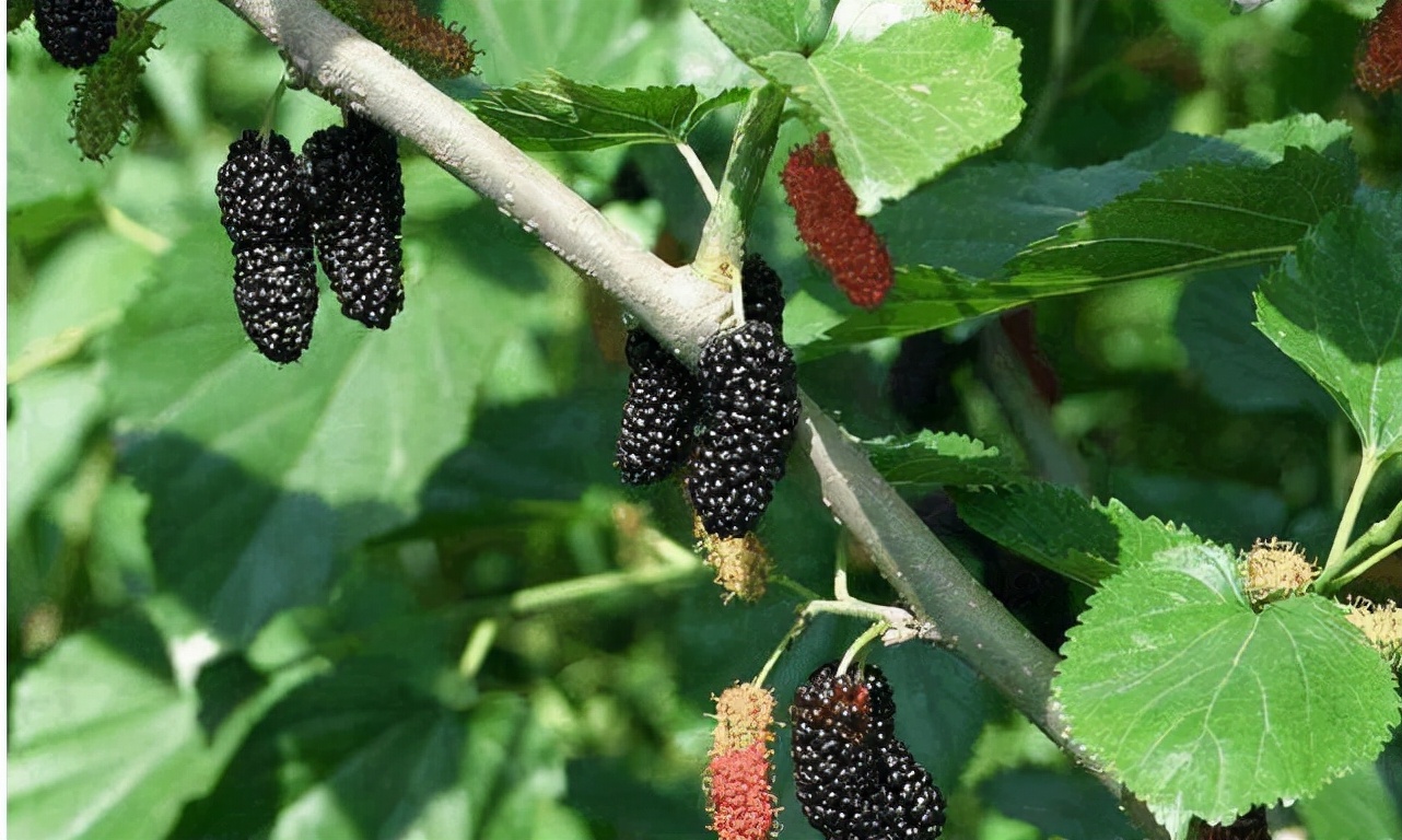 80后的童年吃的野果江西,小时候吃的野果有白汁