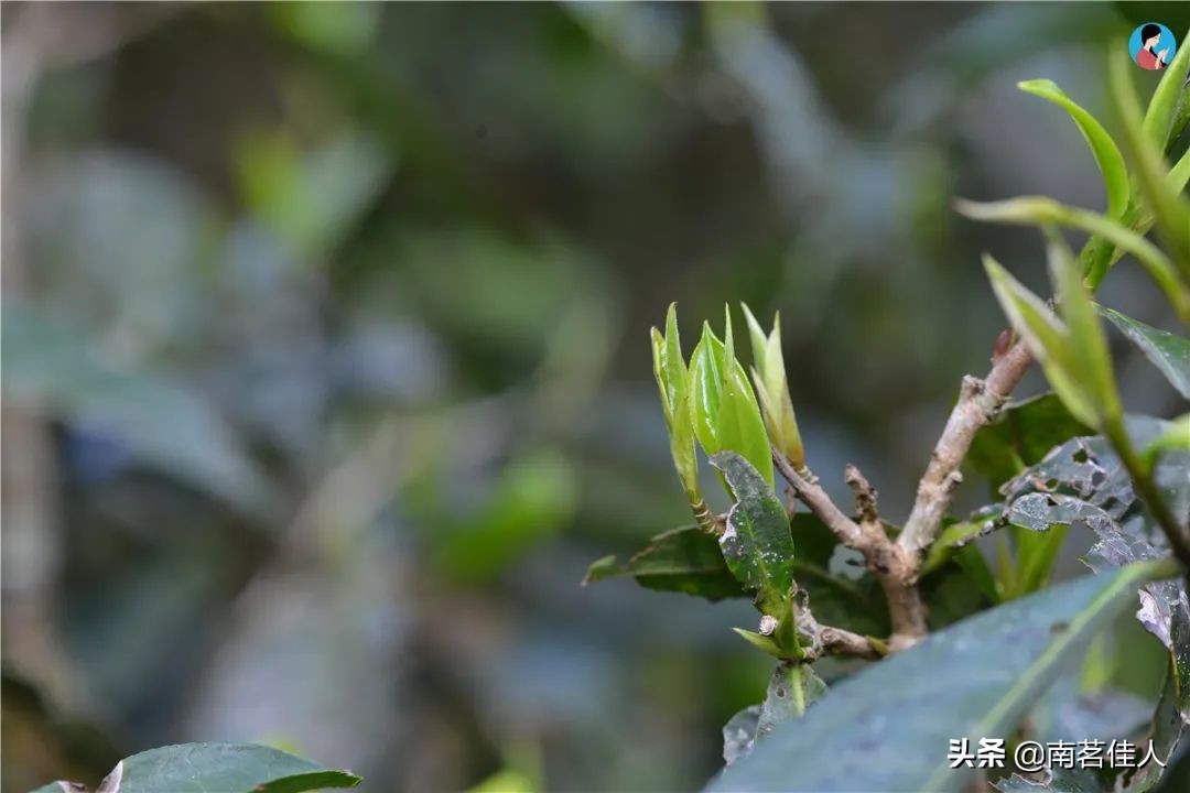 2022茶山行临沧云县,茶山行第一天