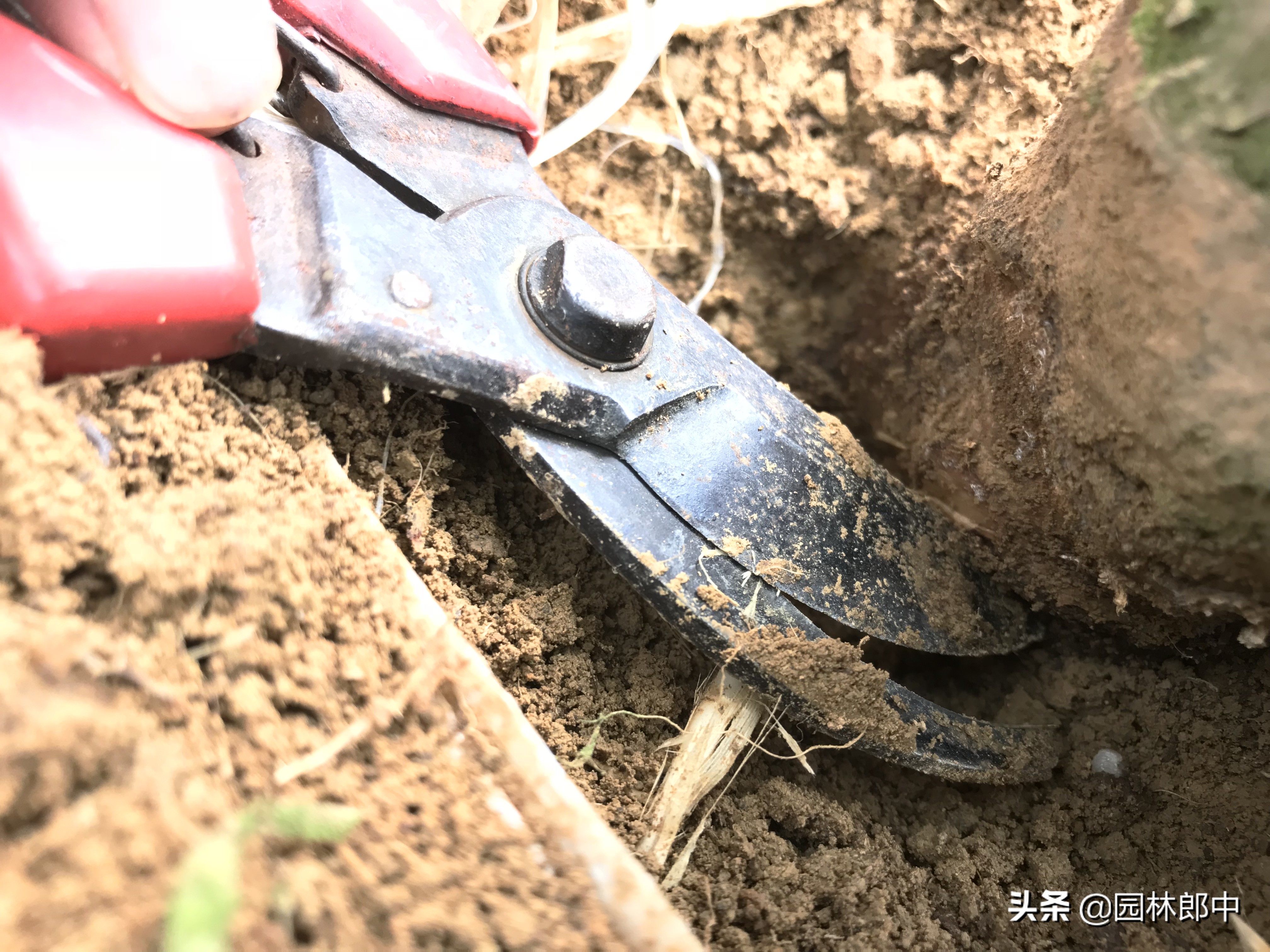 红枫幼苗叶子怎么都蔫了,红枫树叶子突然枯萎了怎么办