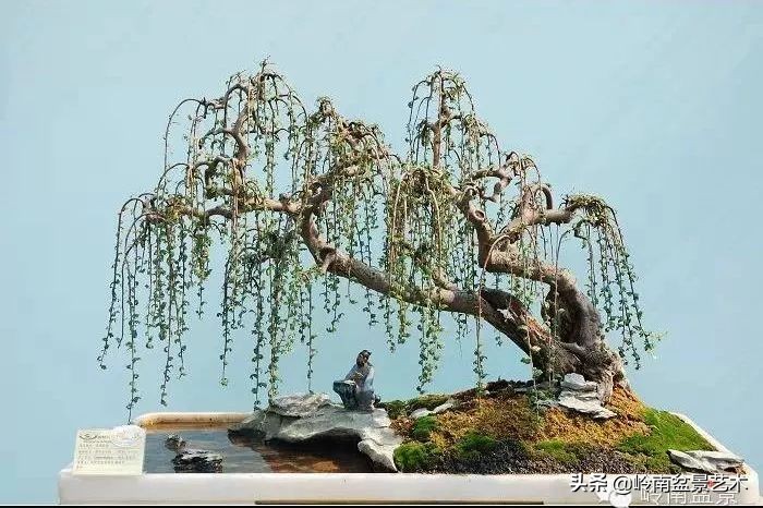 盆景的价值所在,盆景十大寓意和象征