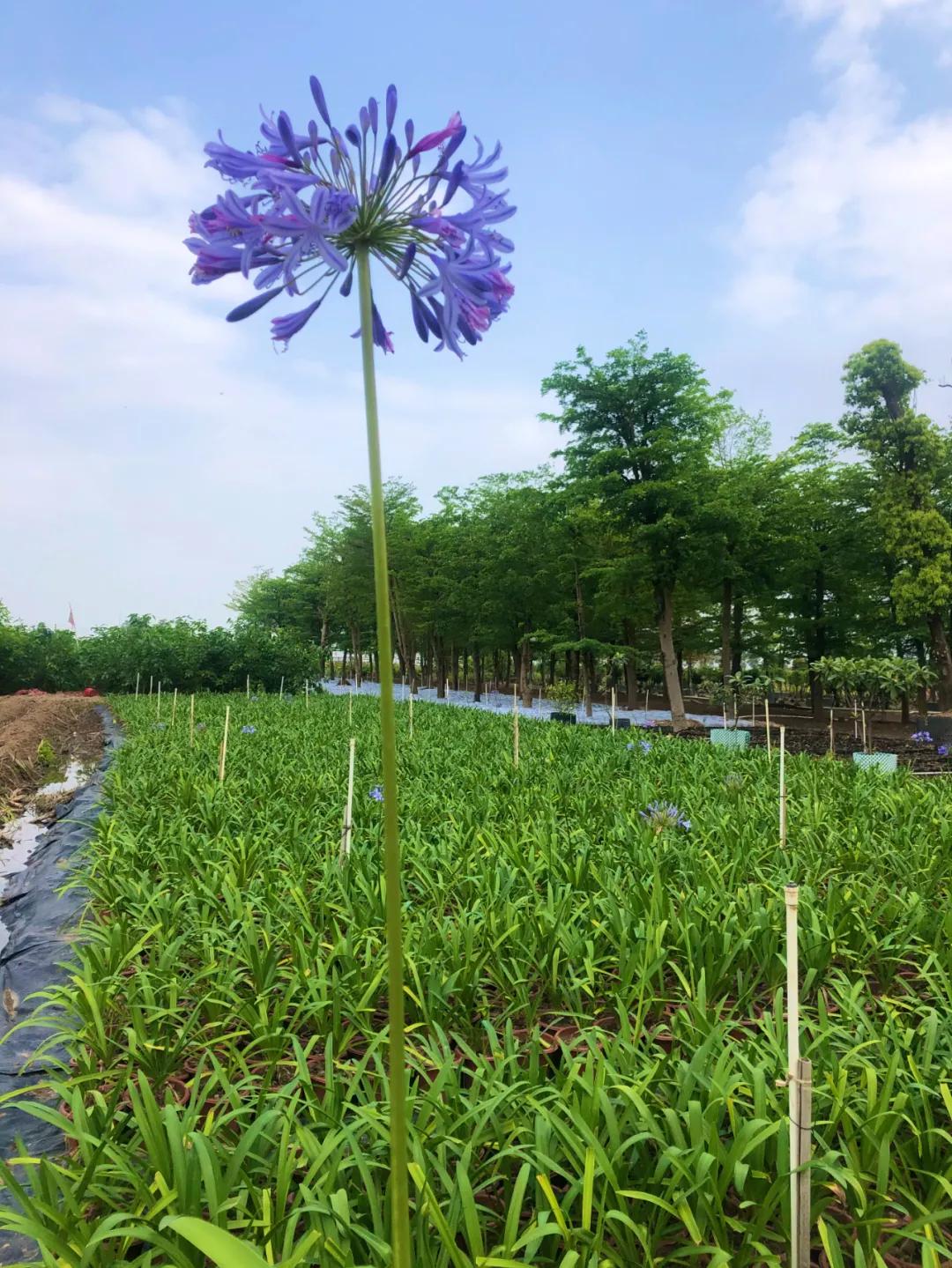 花园庭院设计花卉园艺,花园搭配的草类植物