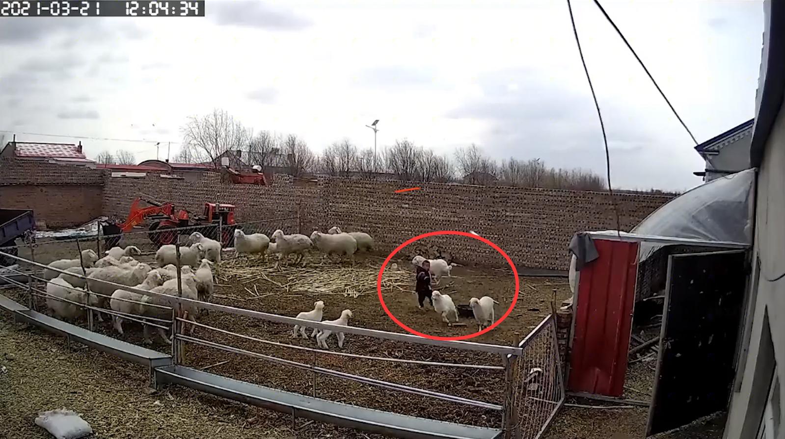 幼童误入羊圈，遭发疯大角公羊5次猛撞掀翻！幼童满头是血令人揪心