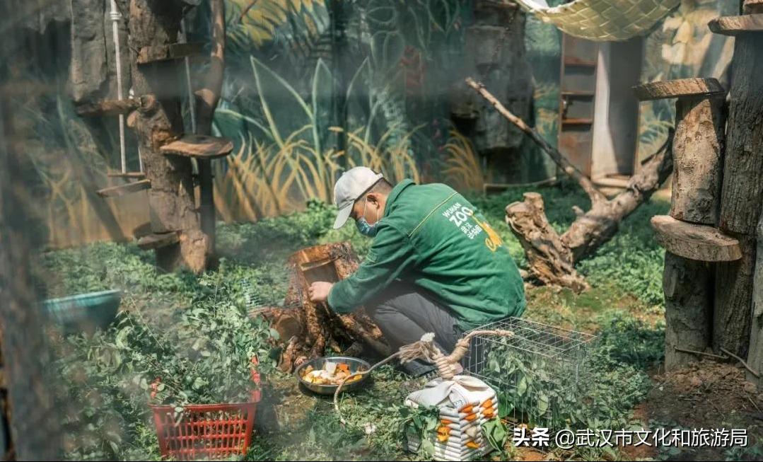 武汉动物园哪一个更好玩,九峰森林动物园与武汉动物园