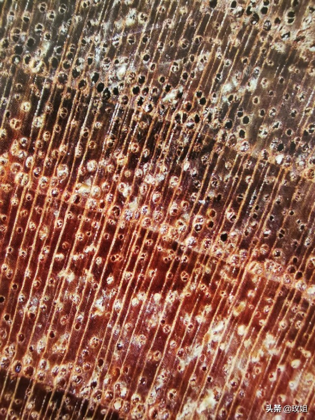 楠木枣图片,山枣啥值钱