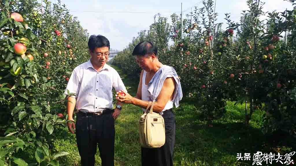 苹果新品种鲁丽,花10000买苹果最新款有必要吗