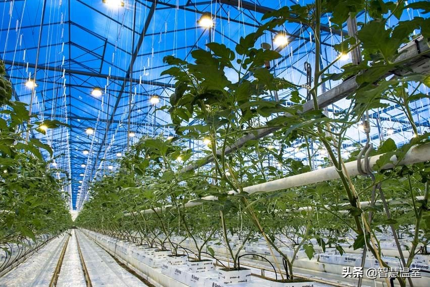 专业的玻璃温室大棚建造,温室大棚生产及设计