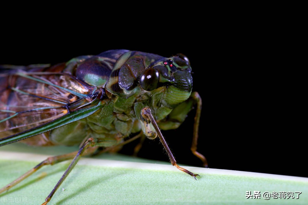 各种鸣虫的叫声和饲养,冬季常见的鸣虫有哪些