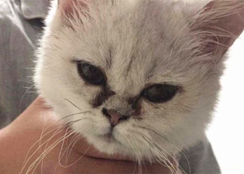 猫眼屎多怎么回事要吃什么药,猫眼屎多又黄粘稠