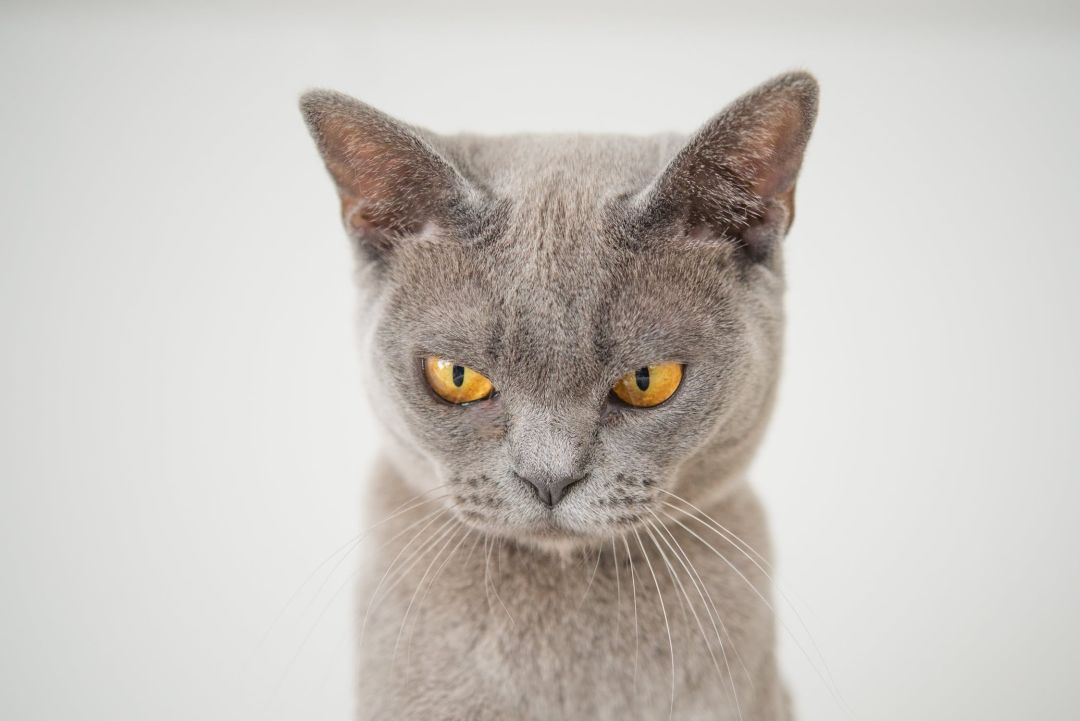 猫咪最不可以碰的地方是哪里,猫咪最不能碰的几个地方