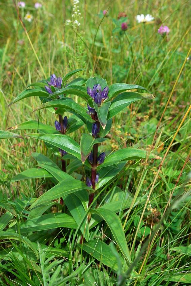 神农本草经中的药材图片,神农本草经高清彩图