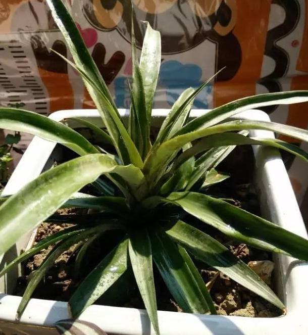 春天种菜怎么样施底肥,春季种菜用什么肥料合适