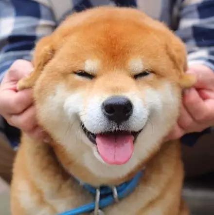 柴犬老是张嘴想咬人但又不是真咬,柴犬好养吗咬人吗