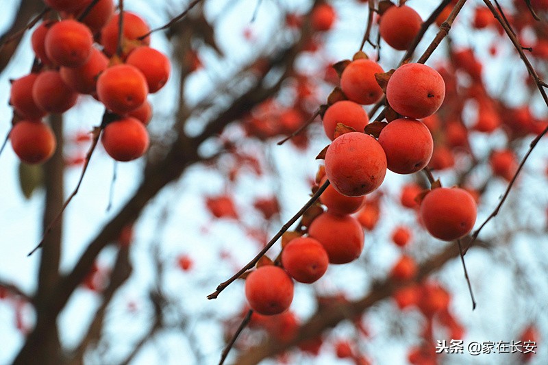 秋天家门口的柿子美景图,秋天的柿子是思乡的柿子