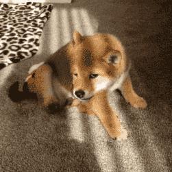 彻底根除耳螨的方法,除螨经验分享