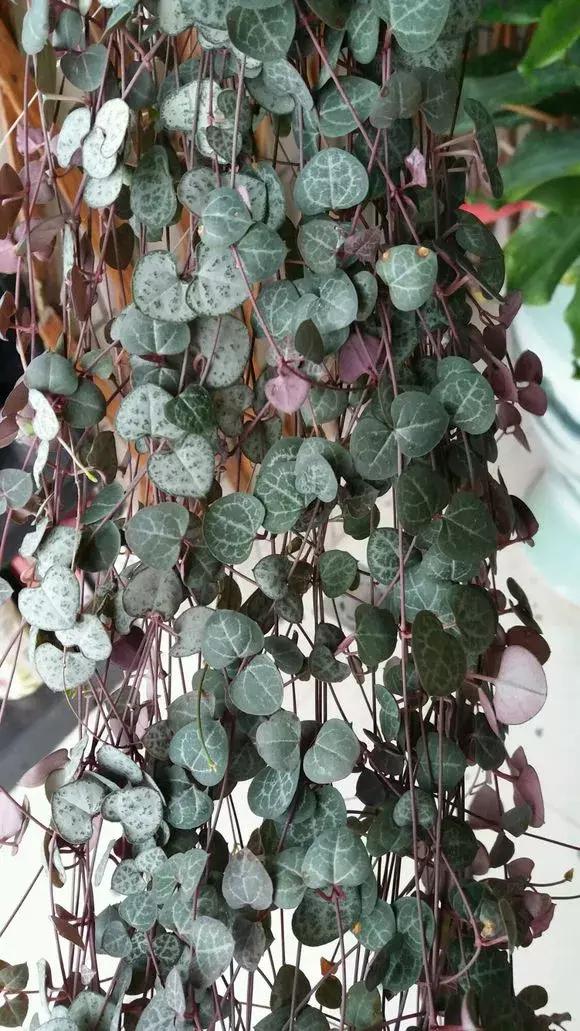 吊兰多肉养护技巧和方法,吊兰多肉的养殖方法和注意事项