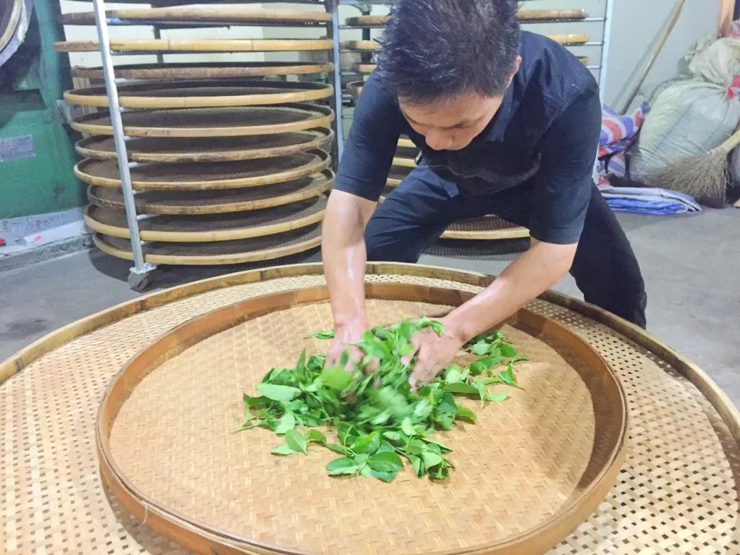 非遗政和白茶技术,非遗乌龙茶制作技艺