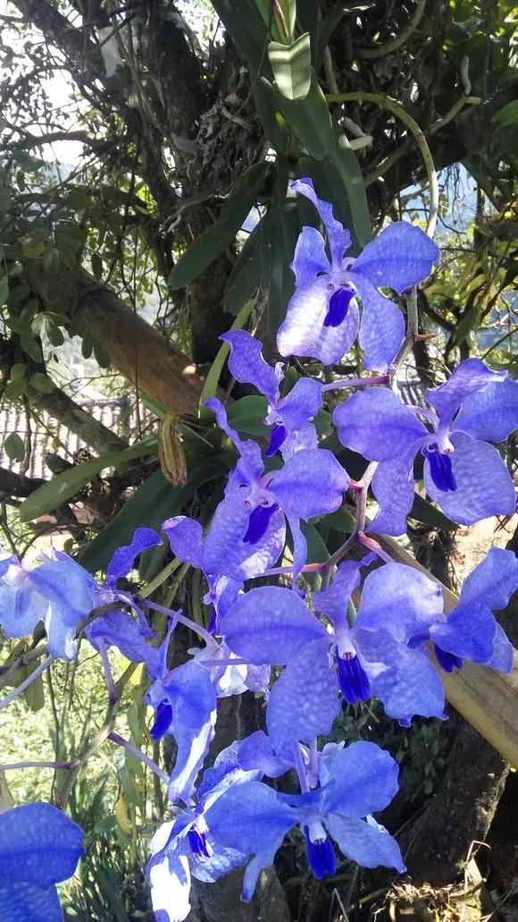 哪种兰花易开花又好养,最容易开花的兰花一年开多次