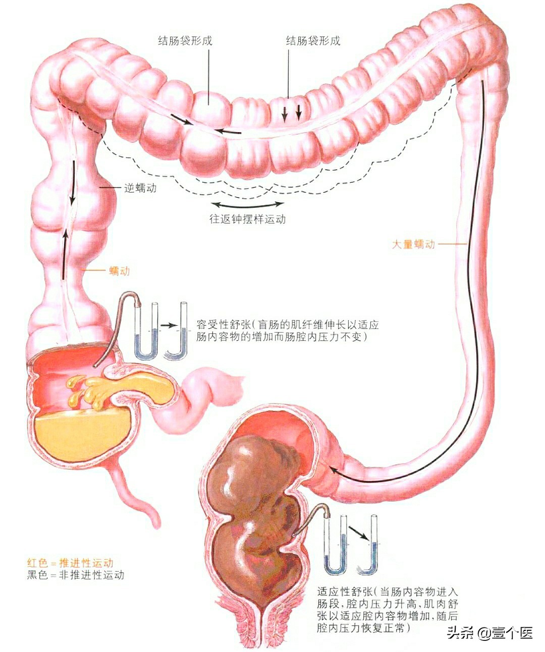 大便形成科普,大便呈球状是怎么回事?