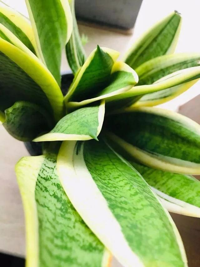 浇水多会不会长虫,生活小妙招怎么浇水才不会长虫