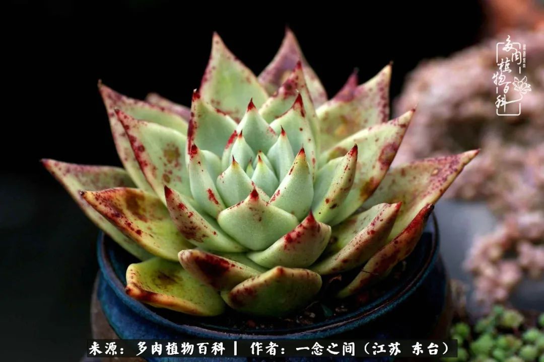 一见多肉误终生,一见多肉误终生从此入了养花坑