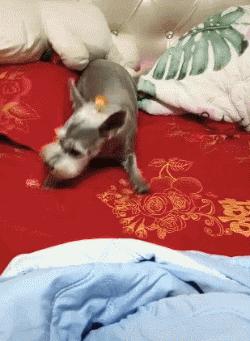 养宠物的本质是让人有优越感,每天养一种宠物的感觉是什么感觉