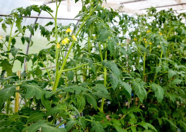 番茄黑根死根烂苗怎么防治,番茄苗倒伏烂茎怎么办