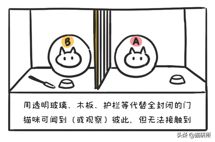 多猫家庭打架,多猫家庭遇到猫咪打架该怎么办