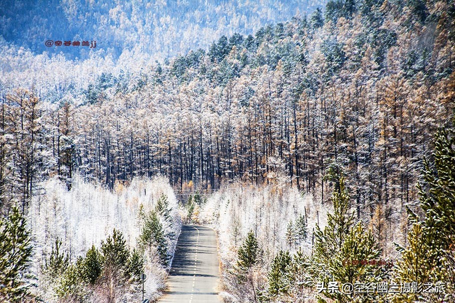 在莫尔道嘎，我遇见了最美的秋雪
