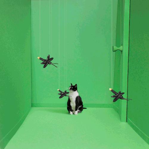 猫咪为啥吃虫子,猫咪为什么吃虫子