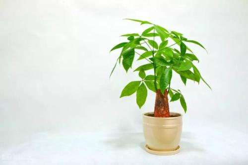 花卉夏天养什么最旺财,什么花草容易打理又要招财又好养