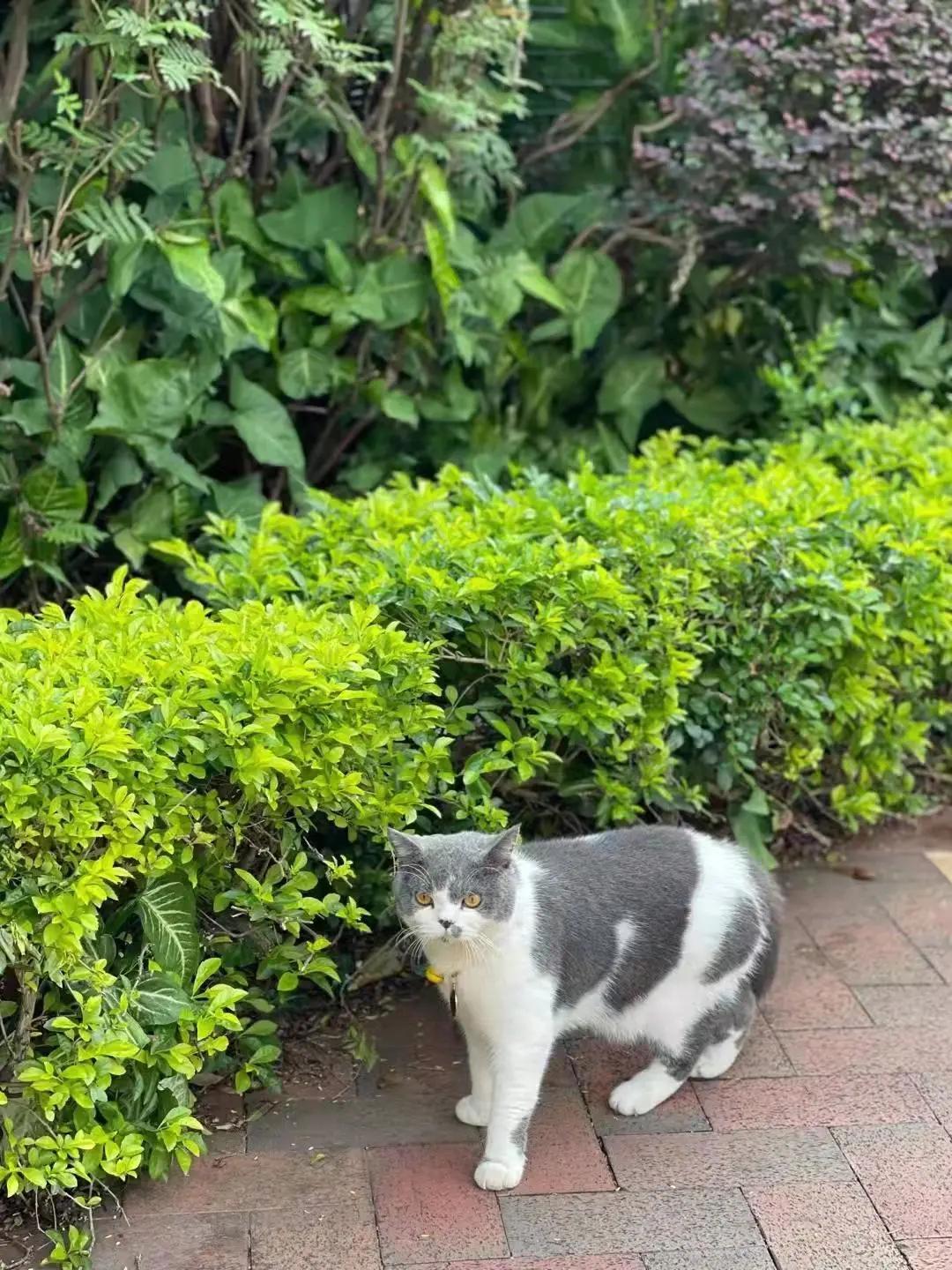 一只流浪猫和一江流不尽的江水,一只流浪猫的电影