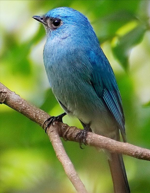 东江揽胜,惠州淡水常见鸟类图谱