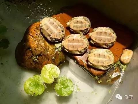 鉴赏花草模板,小青苗照片